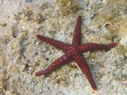 Button Star (Nardoa variolata)
Mauritius