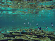 Whitetail dascyllus
Dascyllus aruanus