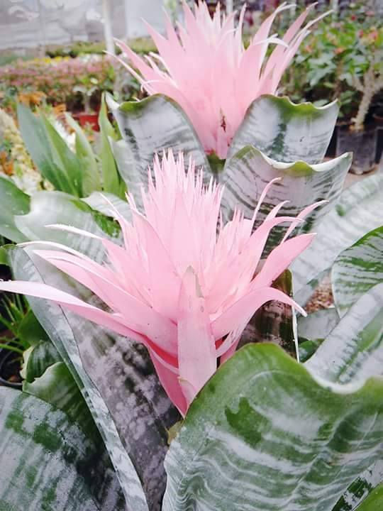 18834421_307495339706682_380024505_n