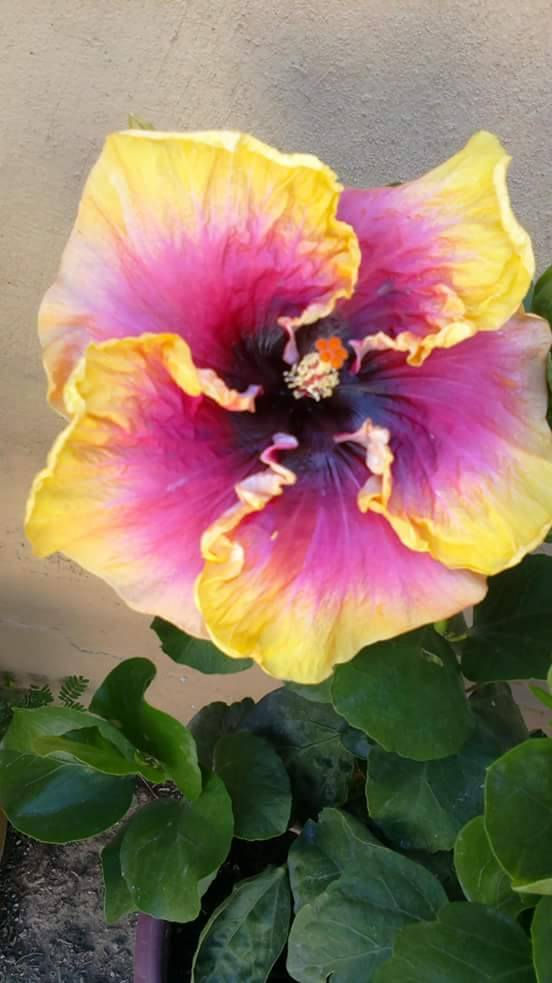 18836184_307497639706452_182925725_o