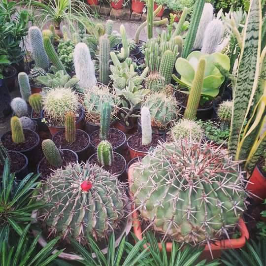 18816137_307497723039777_320714073_n