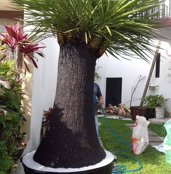 18788049_307498133039736_71288436_n