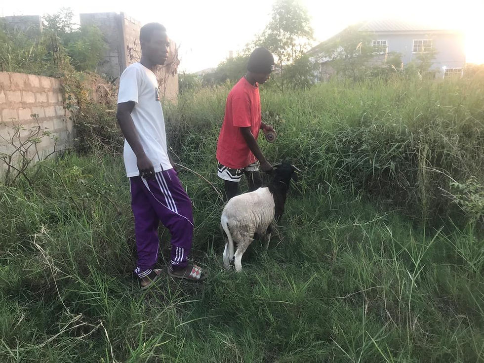 Kwesi and Kwaku watching over the sheep