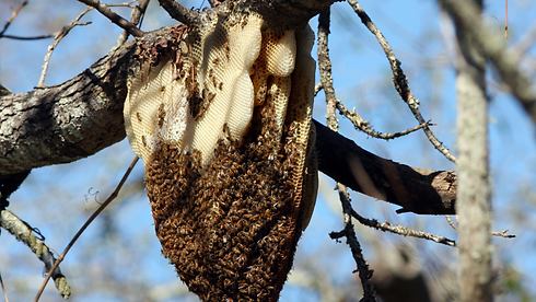 bee hive on trees.png