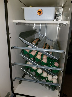 Aside from power outages, these incubators are relatively foolproof. Keeping the correct humidity keeps from getting "shrink-wrapped" chicks that can't hatch from the shell properly.
Turkeys are also prone to "drowning" if they pip with too much moisture in the shell.
It is a little known fact that temperature affects the sex of the unhatched chick. Click here to see the National Library of Medicine Institue of Health Article on the study. At lower incubation temperatures, more males hatch. At higher temperatures, more females hatch. I have been using this method for years, and it does prove to be true. In the years we want to focus on meat, we hatch at a slightly lower temperature for more roosters. In years we need to focus on eggs we hatch at the top of the incubation scale, a steady 99.8 degrees with a 54-55% humidity.
A glitch in your incubation can cause crossed sexes in birds. I have processed quite a few egg-laying hens that have small testicles. This can happen during the early stages of egg collection if the eggs are allowed to get cold or chilled. Click here to read more.
Aside from power outages, these incubators are relatively foolproof. Keeping the correct humidity keeps from getting "shrink-wrapped" chicks that can't hatch from the shell properly.
Turkeys are also prone to "drowning" if they pip with too much moisture in the shell.
It is a little known fact that temperature affects the sex of the unhatched chick. At lower incubation temperatures, more males hatch. At higher temperatures, more females hatch. I have been using this method for years, and it does prove to be true. In the years we want to focus on meat, we hatch at a slightly lower temperature for more roosters. In years we need to focus on eggs we hatch at the top of the incubation scale, a steady 99.8 degrees with a 54-55% humidity. Our incubator tends to fluctuate up instead of down, so knowing your incubator's quirks can help you decide on your set temperatures.
A glitch in your pre-incubation can cause crossed sexes in birds. I have processed quite a few egg-laying hens that have small testicles. This can happen during the early stages of egg collection if the eggs are allowed to get cold or chilled in the early spring laying season. The result is in a rooster that never fills out in size and tends to have hen characteristics on the tail feathers, comb, and wattles.
We hatch our ducks, geese, and turkeys first. These birds are more affected by stress and crowded conditions. They also have a more challenging time learning to eat. Chickens will often crowd the dishes confusing turkeys, and they forget to eat.
Gathering chicken eggs for hatching two months after the turkeys and waterfowl get their jump-start helps eliminate chick loss. Chickens grow quickly and more robust. Once their legs are strong and they are eating well, they are added to the flock to be kept under watch until turned out to pasture.