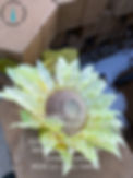 EJKF0547.JPG