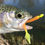 Thumbnail: Cranberry Seducer Firetail Glow (10/pack)