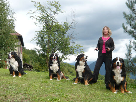 Une femme avec 4 bouviers bernois