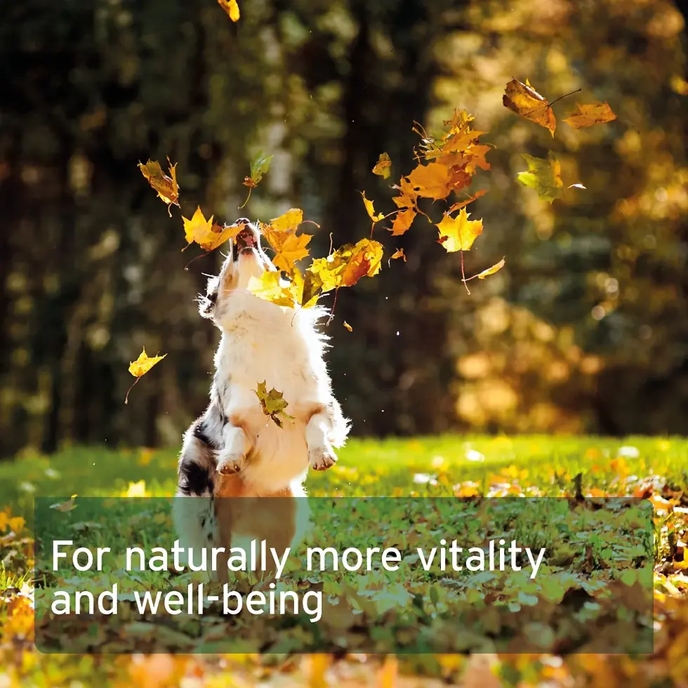 Thumbnail: AniForte Salmon Oil Capsules (200) for Dogs & Cats - Natural Omega-3 EPA