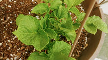 I Planted my Dinner Potato and Love What Happened