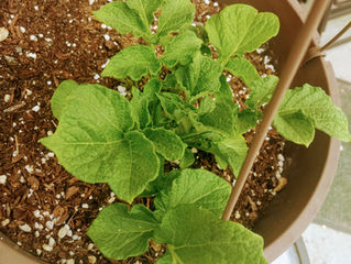 I Planted my Dinner Potato and Love What Happened