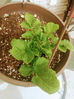 I Planted my Dinner Potato and Love What Happened