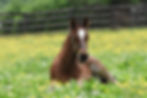 19 Ovidenne-8394.jpg