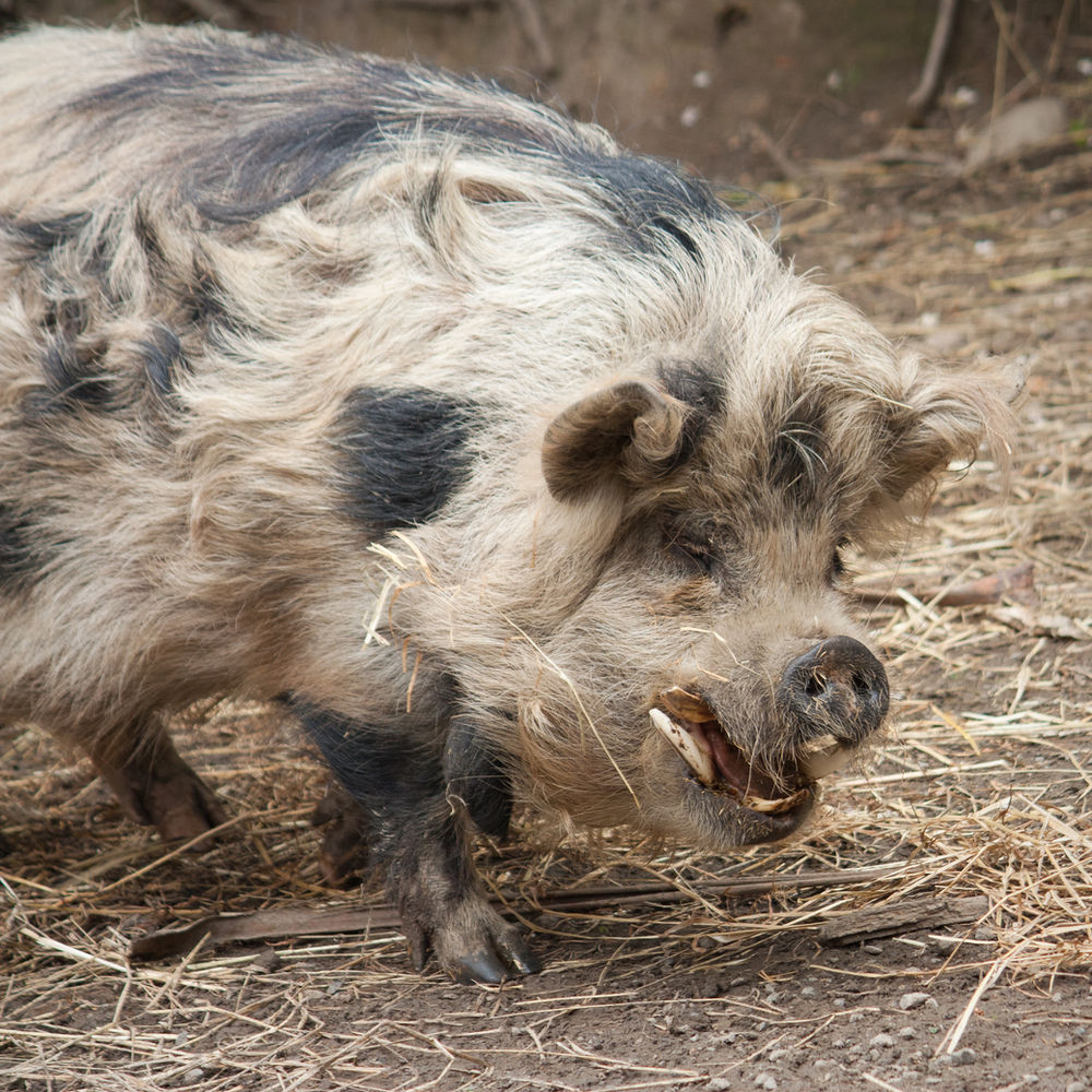 Let s Talk Tusks How To Tusk Trim A Kunekune Boar