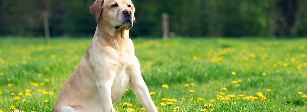 Dog Portrait _edited.jpg