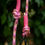 Thumbnail: Monstera Falls Rope Lead