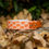 Thumbnail: Pumpkin Patch Collar