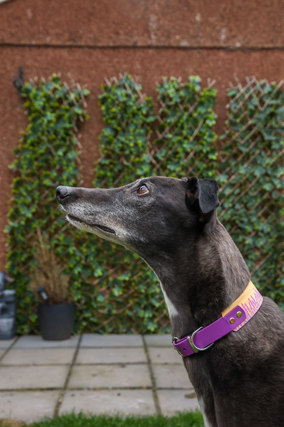 Thumbnail: Sunset Bloom