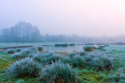 Northern Meadow