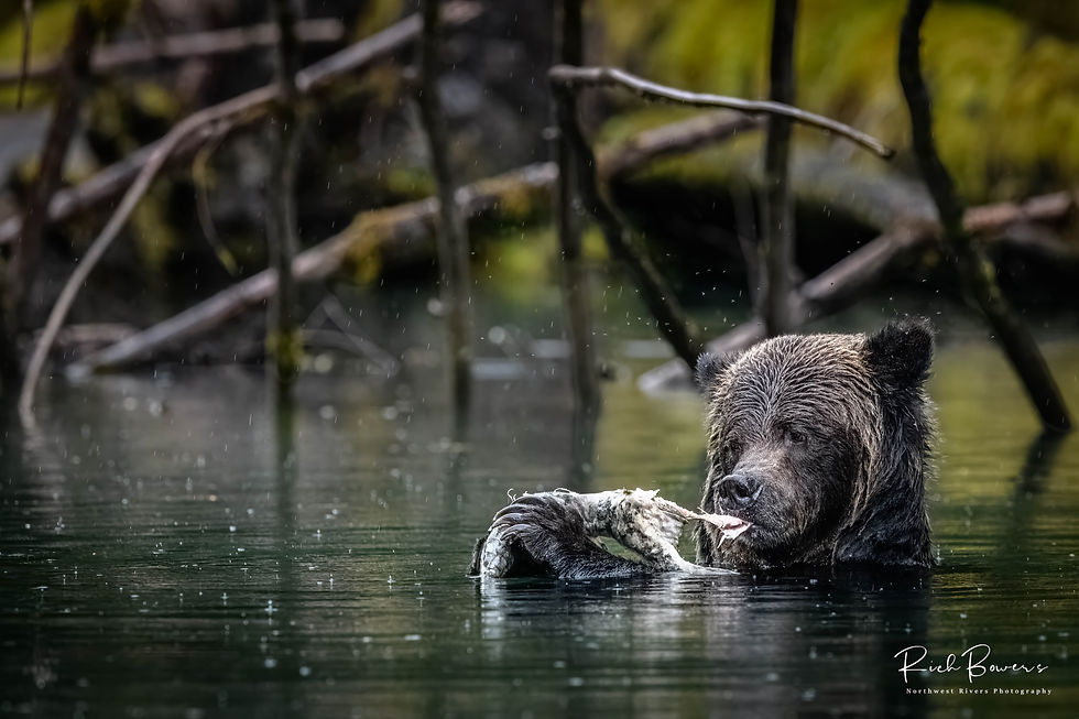 Within Arm's Reach! Great Bear Rainforest, BC.