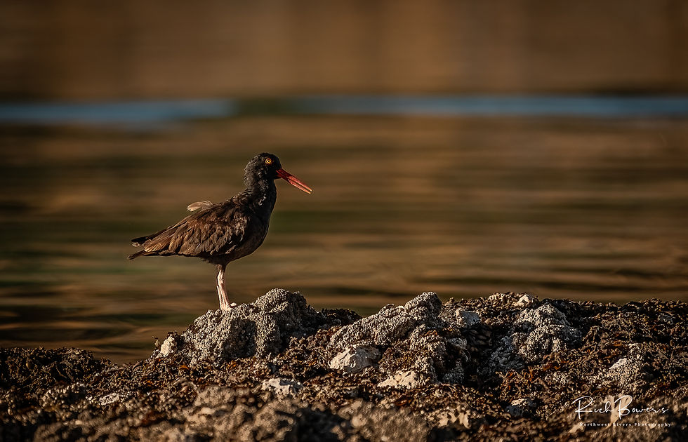 Oyster Catcher! Sechelt Inlet, BC