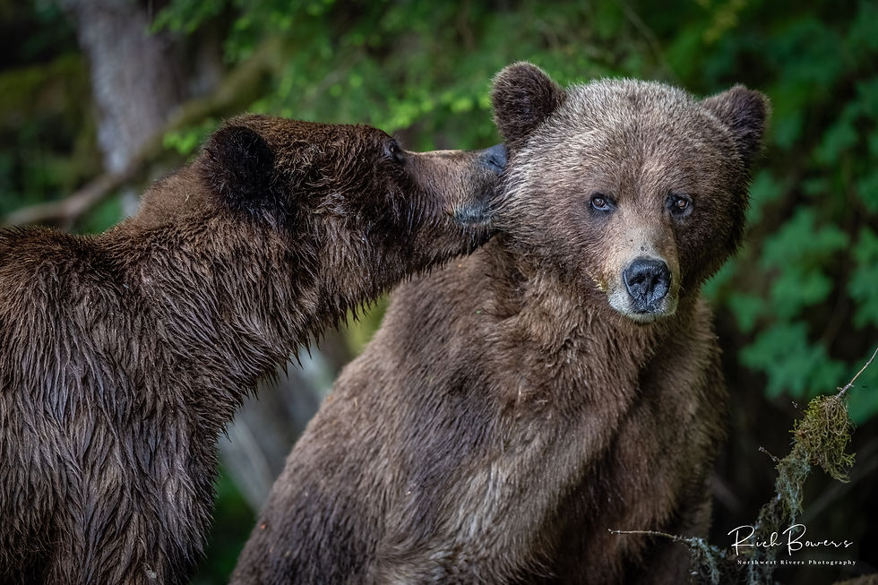 Sweet Nothing's! Khutzeymateen Sanctuary, 2023.