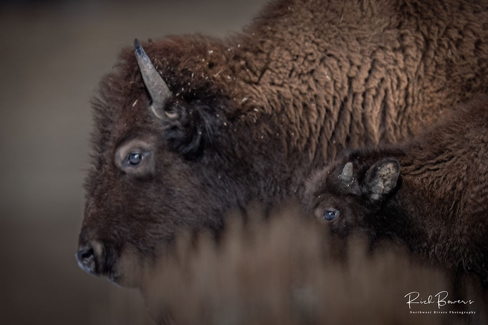 Family 2! Slough Creek, Yellowstone.