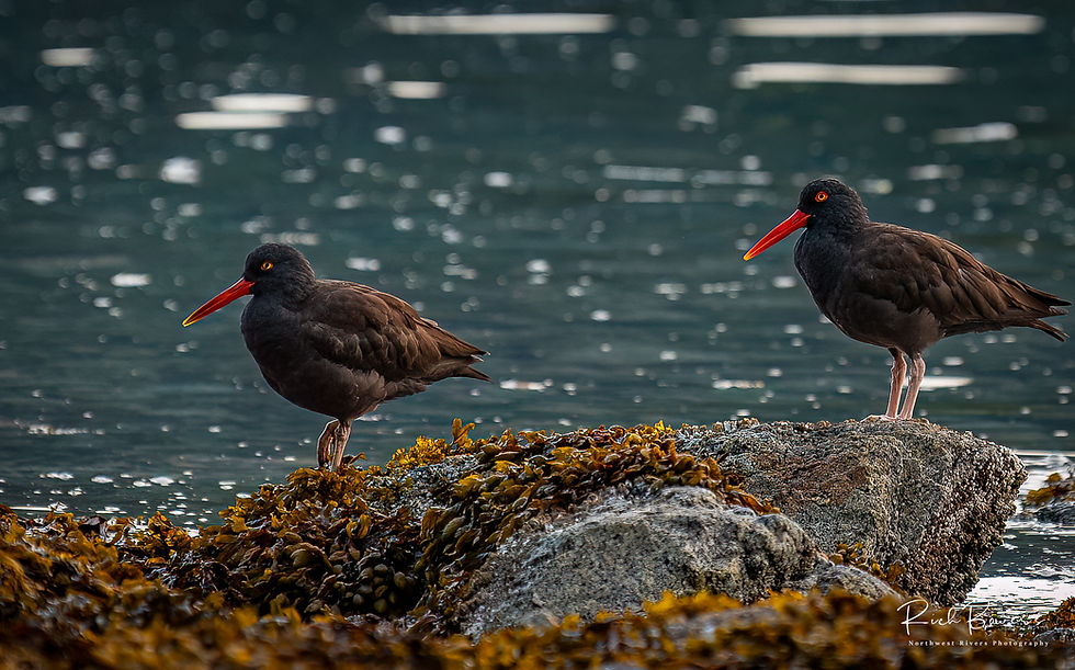 Oyster Catchers on the Tide! Sechelt Inlet, BC
