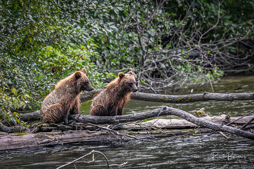 Siblings! Bella Coola, 2022.