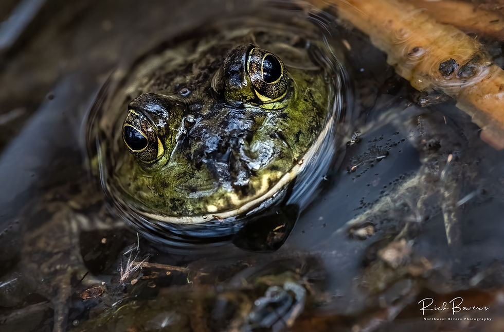 Froggy! Patagonia Lake, AZ.