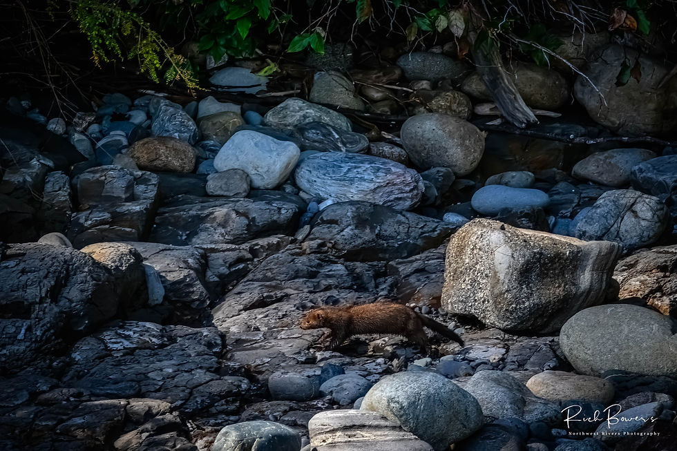 Coastal Mink! Botany Bay, BC.