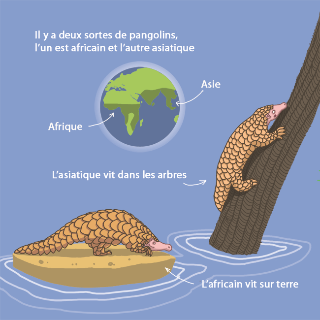 pangolin2 (2).gif