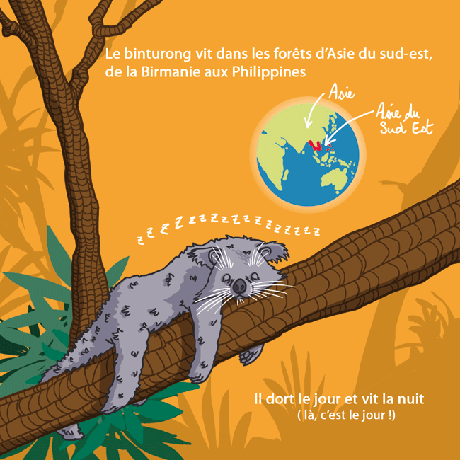 Binturong2.gif