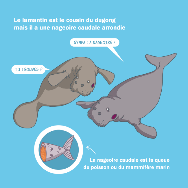 dugong7.gif