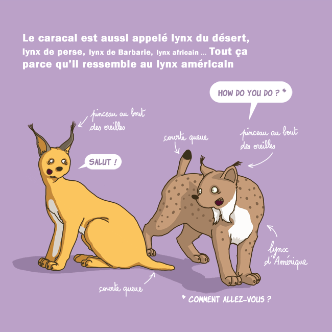 caracal2.gif