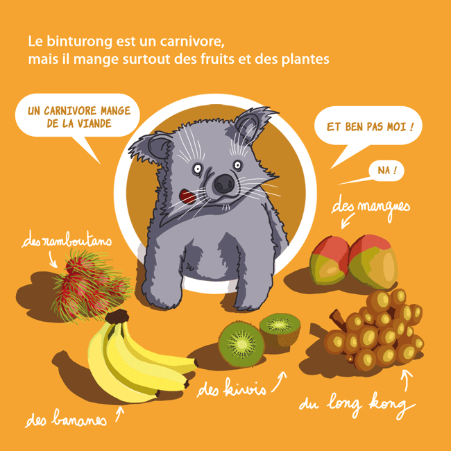 Binturong6.gif
