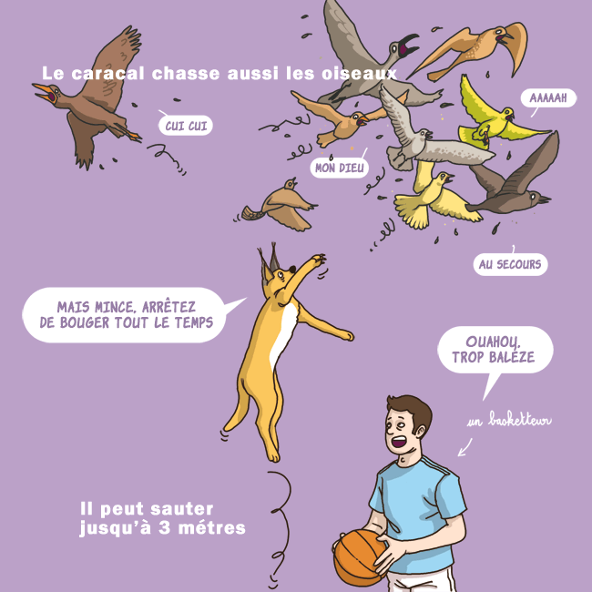 caracal4.gif