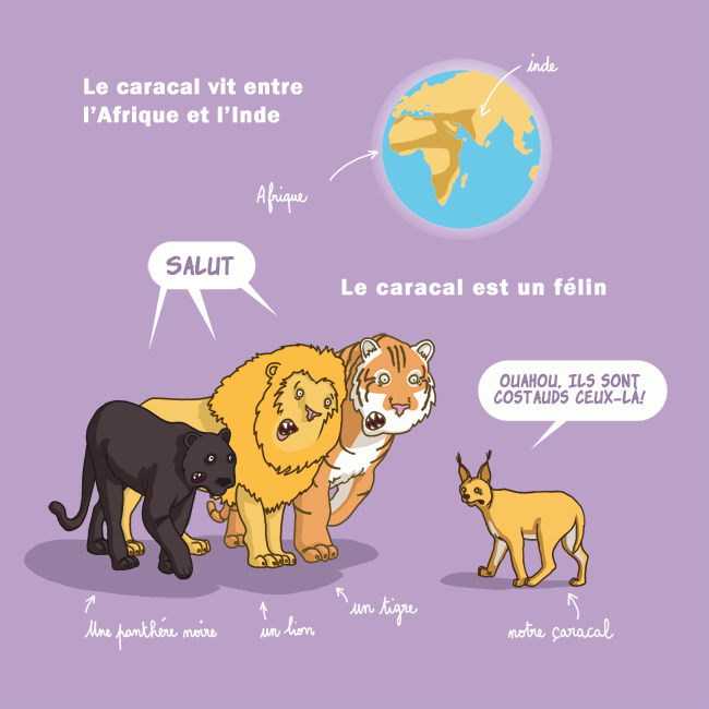 caracal1.gif