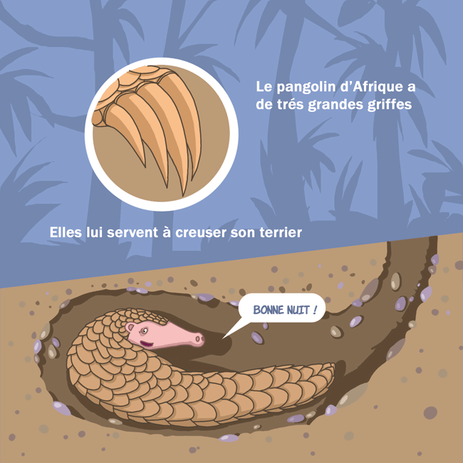 pangolin3.gif