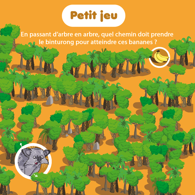 Binturong8.gif