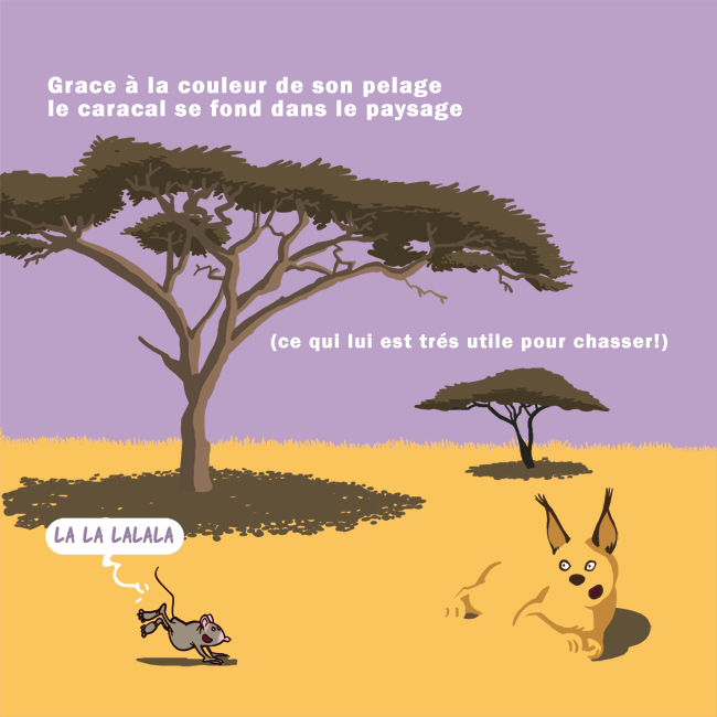 caracal5.gif