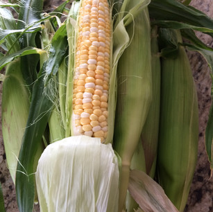 Corn
