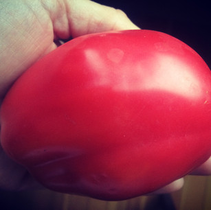 Roma Tomato