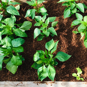 Young sweet peppers