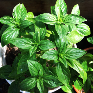 Basil