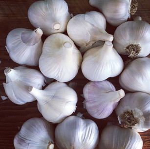 Garlic