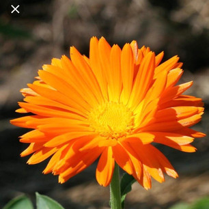 Calendula