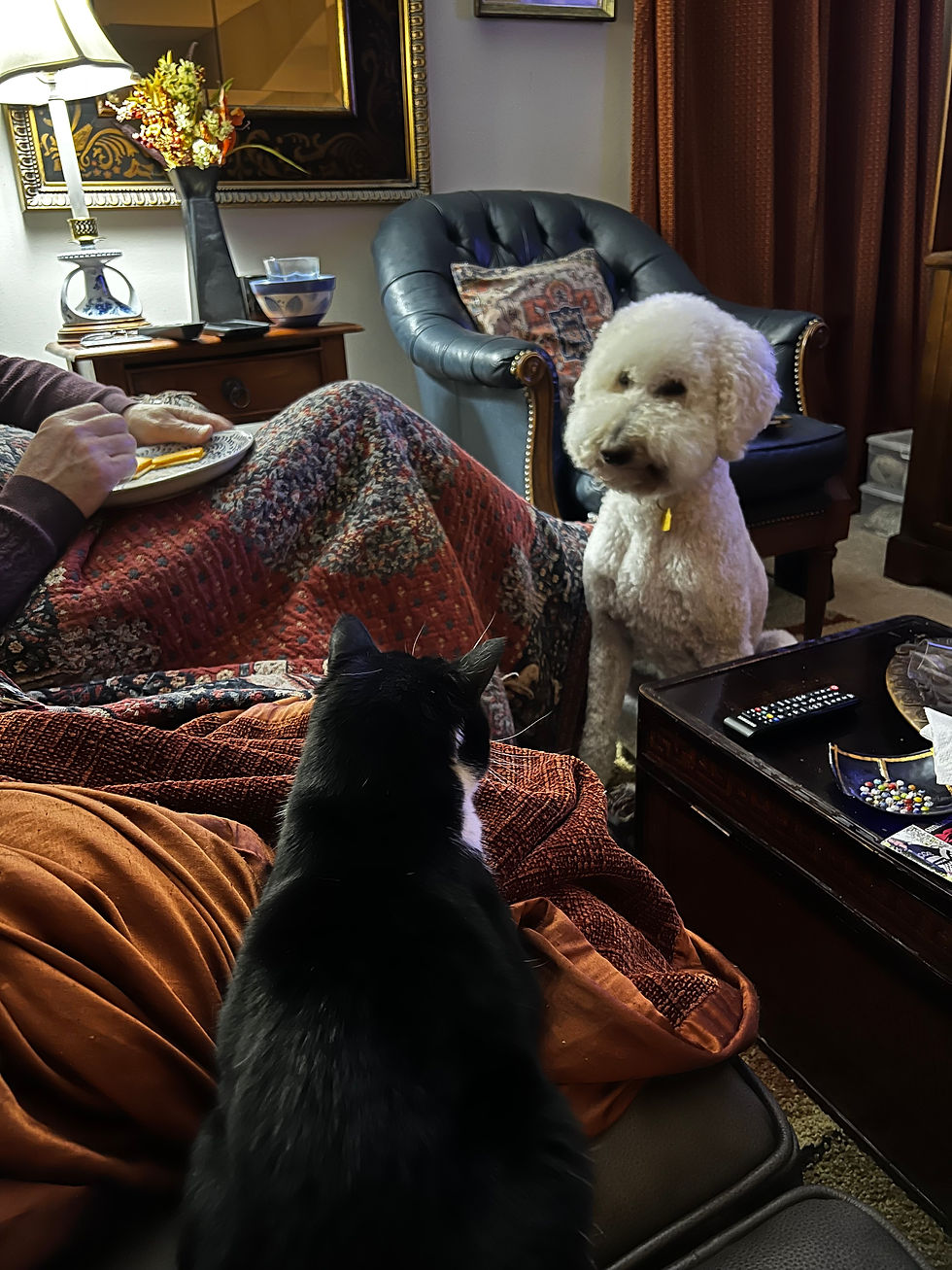 Not a bad life in-between walks and cuddles.