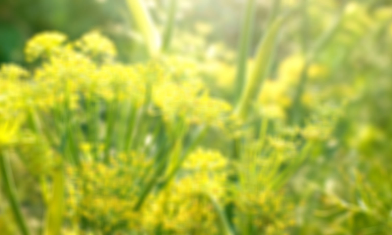 Yellow Flowers_edited.jpg