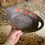 Thumbnail: 19th C American Toleware Decorated Apple Tray